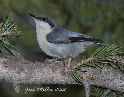 Pygmy Nuthatch