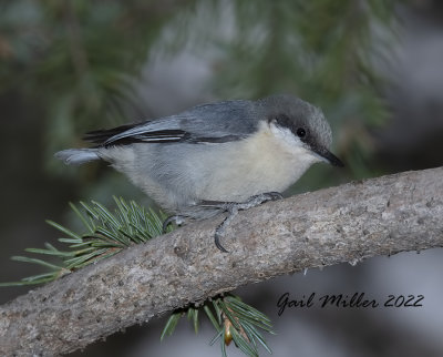 Pygmy Nuthatch