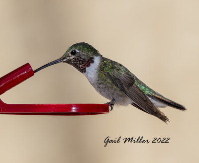 Broad-tailed Hummingbird, male. 