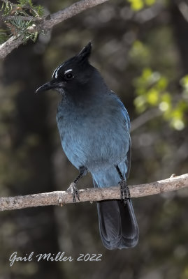 Steller's Jay