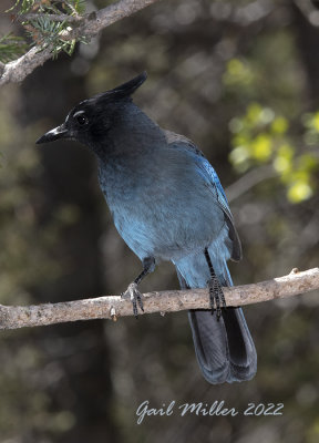 Steller's Jay