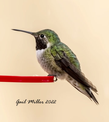 Broad-tailed Hummingbird, male. 