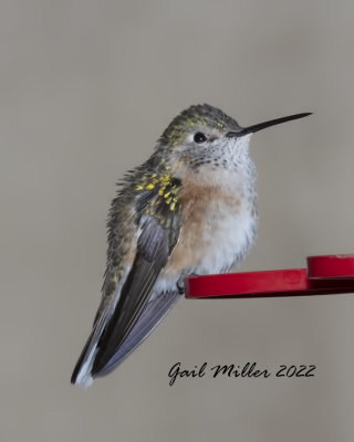 Broad-tailed Hummingbird, female. 