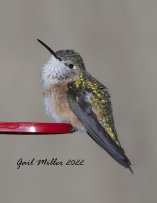 Broad-tailed Hummingbird, female. 