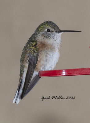 Broad-tailed Hummingbird, female. 