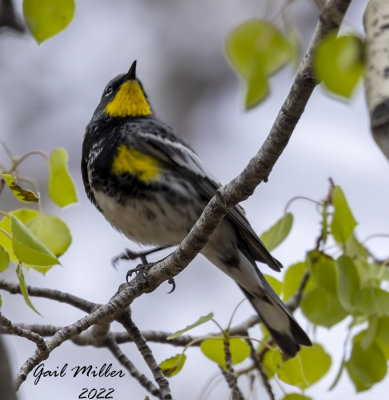 Yellow-rumped Warbler
Yard Bird #29