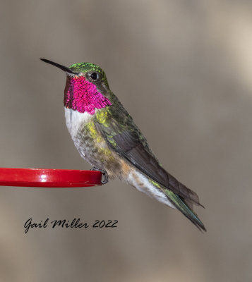 Broad-tailed Hummingbird, male. 