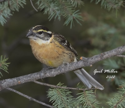 Black-headed Grosbeak, female. 