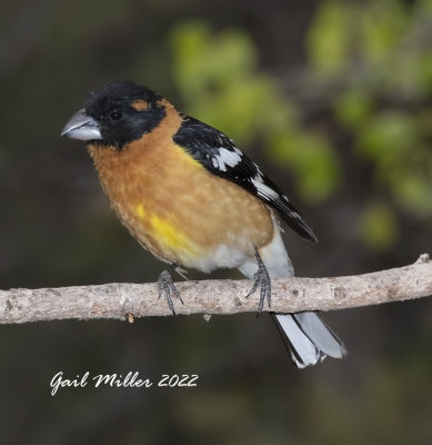 Black-headed Grosbeak, male. 