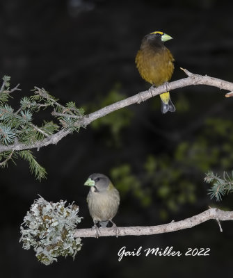 Evening Grosbeak, female and male.