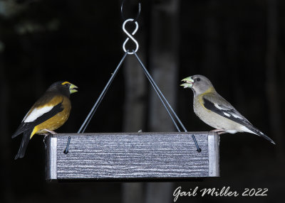 Evening Grosbeak, male and female. 