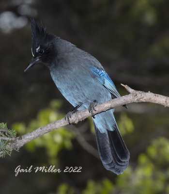 Steller's Jay