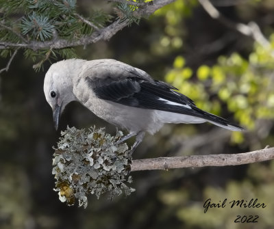 Clark's Nutcracker