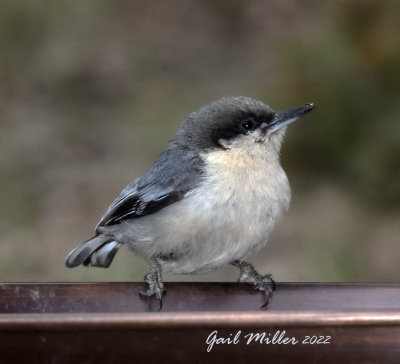 Pygmy Nuthatch