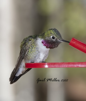 Broad-tailed Hummingbird, male. 