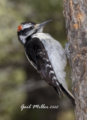Hairy Woodpecker, male. 