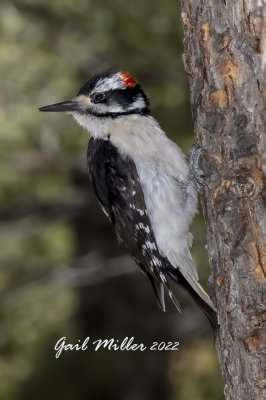 Hairy Woodpecker, male. 