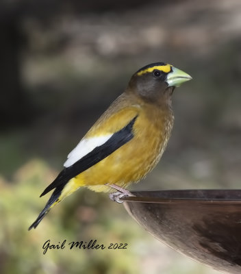 Evening Grosbeak, male. 