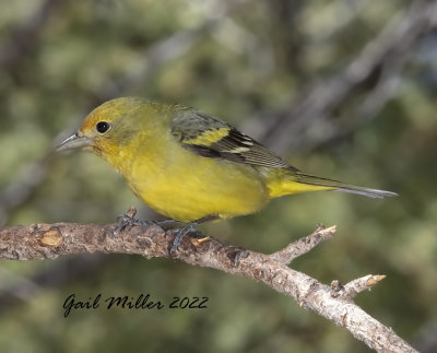 Western Tanager