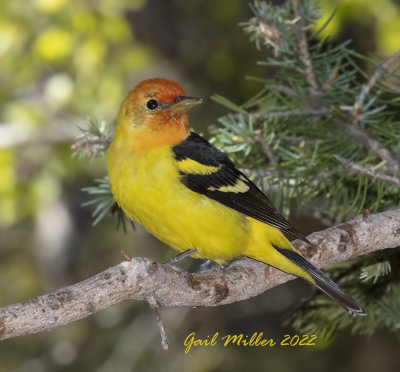 Western Tanager, male. 