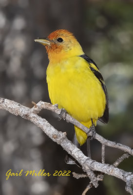 Western Tanager, male. 