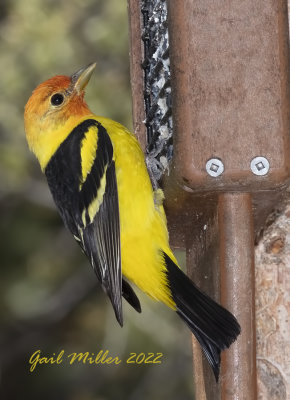 Western Tanager, male. 