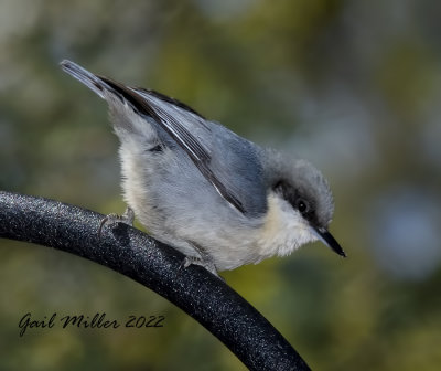 Pygmy Nuthatch