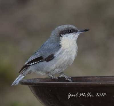 Pygmy Nuthatch