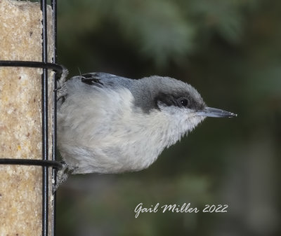 Pygmy Nuthatch