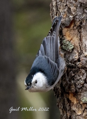 White-breasted Nuthatch