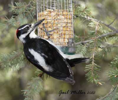 Hairy Woodpecker, male. 