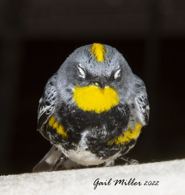 Yellow-rumped Warbler 