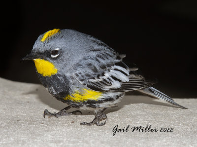 Yellow-rumped Warbler 
Yard Bird #29