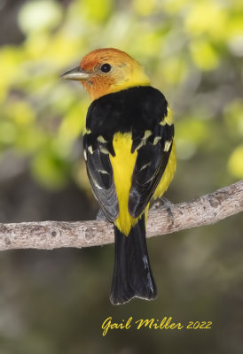 Western Tanager, male. 