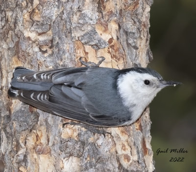 White-breasted Nuthatch 