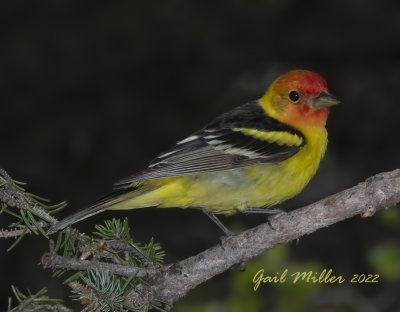 Western Tanager, male. 