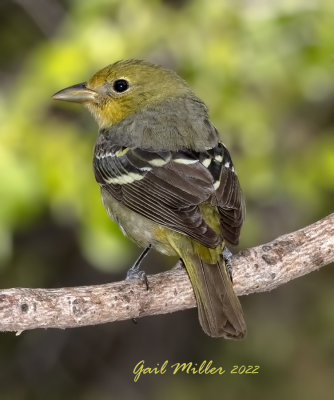 Western Tanager, female. 