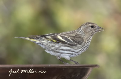 Pine Siskin