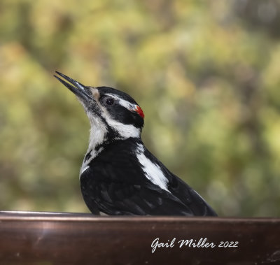 Hairy Woodpecker, male. 