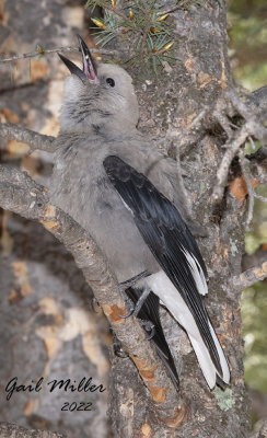 Clark's Nutcracker