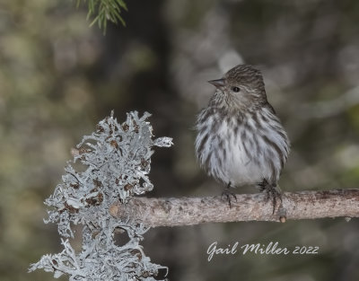 Pine Siskin 