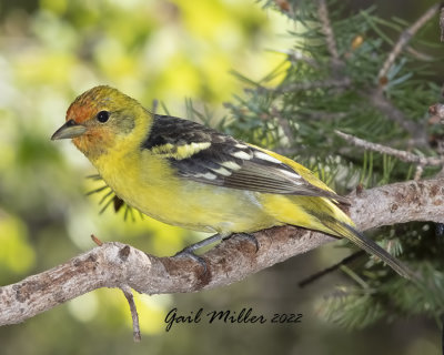 Western Tanager, male.
