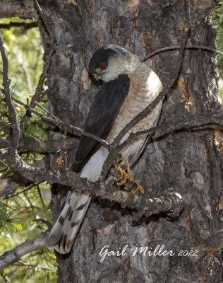 Cooper's Hawk
Yard Bird #30