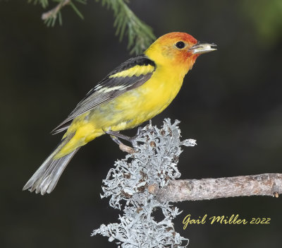 Western Tanager, male. 