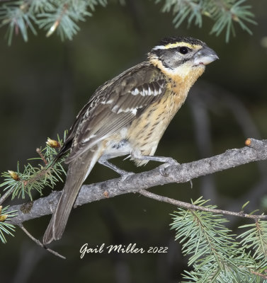 Black-headed Grosbeak, female. 