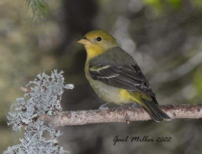 Western Tanager, female. 