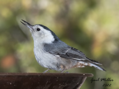 White-breasted Nuthatch 