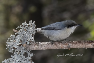 Pygmy Nuthatch 