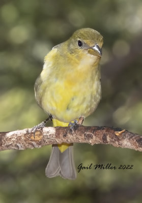 Western Tanager, female. 