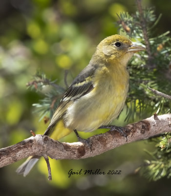 Western Tanager, female. 